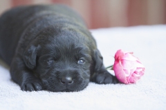 My Brand Night Is Still Young "Ronda"