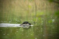 My Brand Night Is Still Young "Ronda"