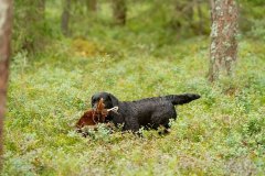 My Brand Night Is Still Young "Ronda"