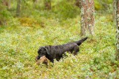 My Brand Night Is Still Young "Ronda"