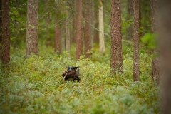 My Brand Night Is Still Young "Ronda"