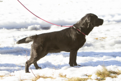 My Brand Night Is Still Young "Ronda"