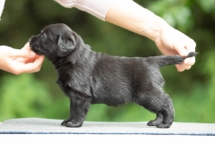 My Brand Night Is Still Young "Ronda"