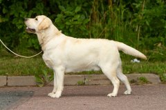 My Brand Night Of Perfect Dreams