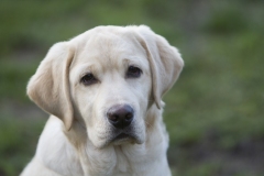 My Brand Night Of Perfect Dreams