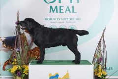 My Brand Night To Remember BOO at the Valmiera 13.02.2022 dog show