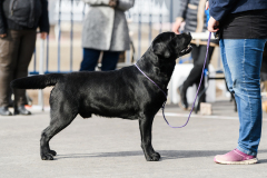 My Brand Night To Remember at the Kouvola 2022 dog show