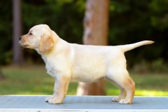 web-MB-Perfect-Harmony