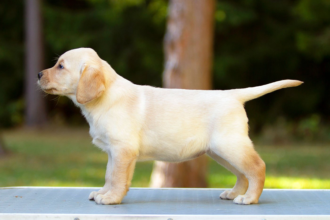 My Brand Perfect Harmony