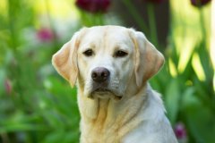 My Brand Que Sera Sera