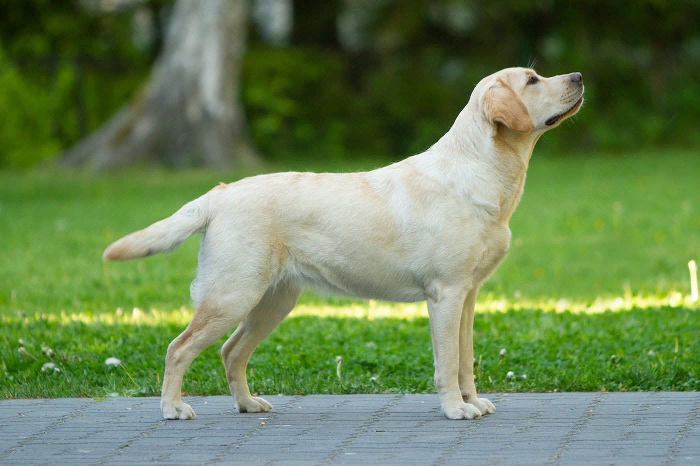 My Brand Que Sera Sera