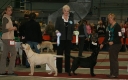 ranya-bos-puppy