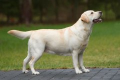 My Brand Rose Gold (February 2020)