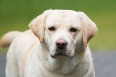 My Brand Rose Gold (February 2020)