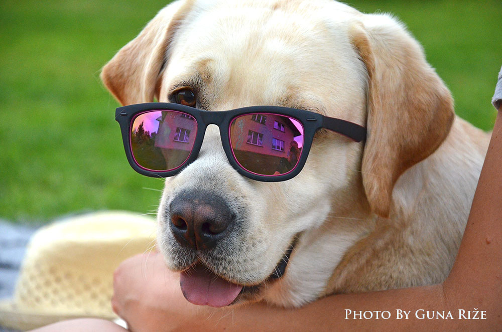 My Brand Rose Is A Rose