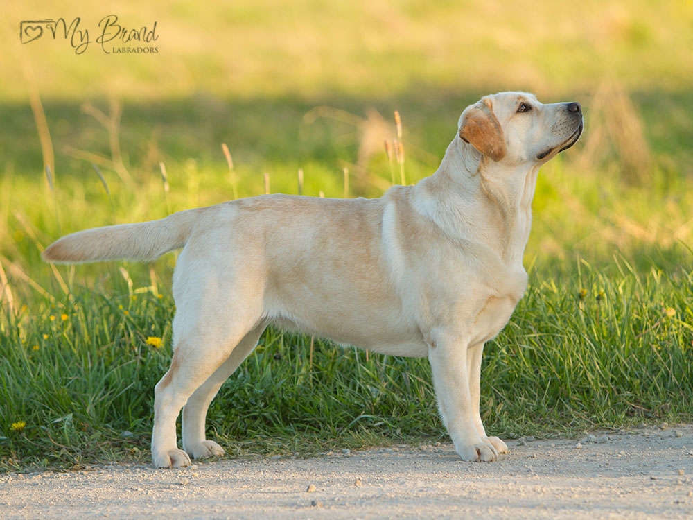 MB-Rose-Is-A-Rose-16m