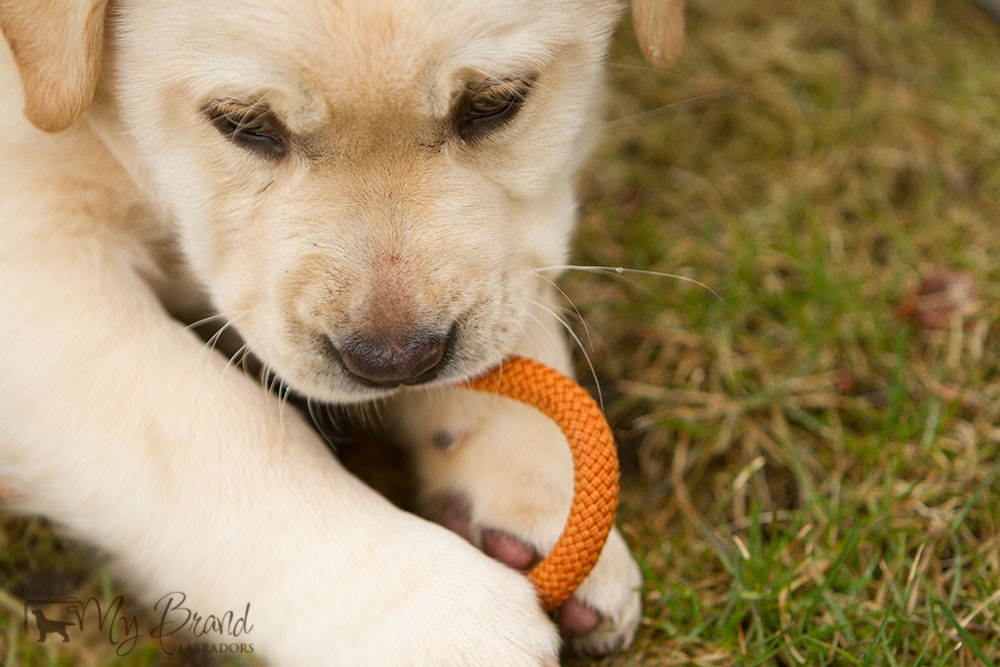 lucca-ja-kutsikas-057