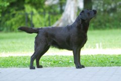 My Brand Royal Gala (2 years old)