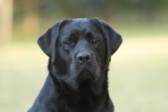 My Brand Royal Gala (2 years old)