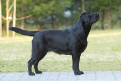 My Brand Royal Gala (18 months old)