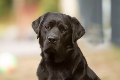 My Brand Royal Gala (18 months old)