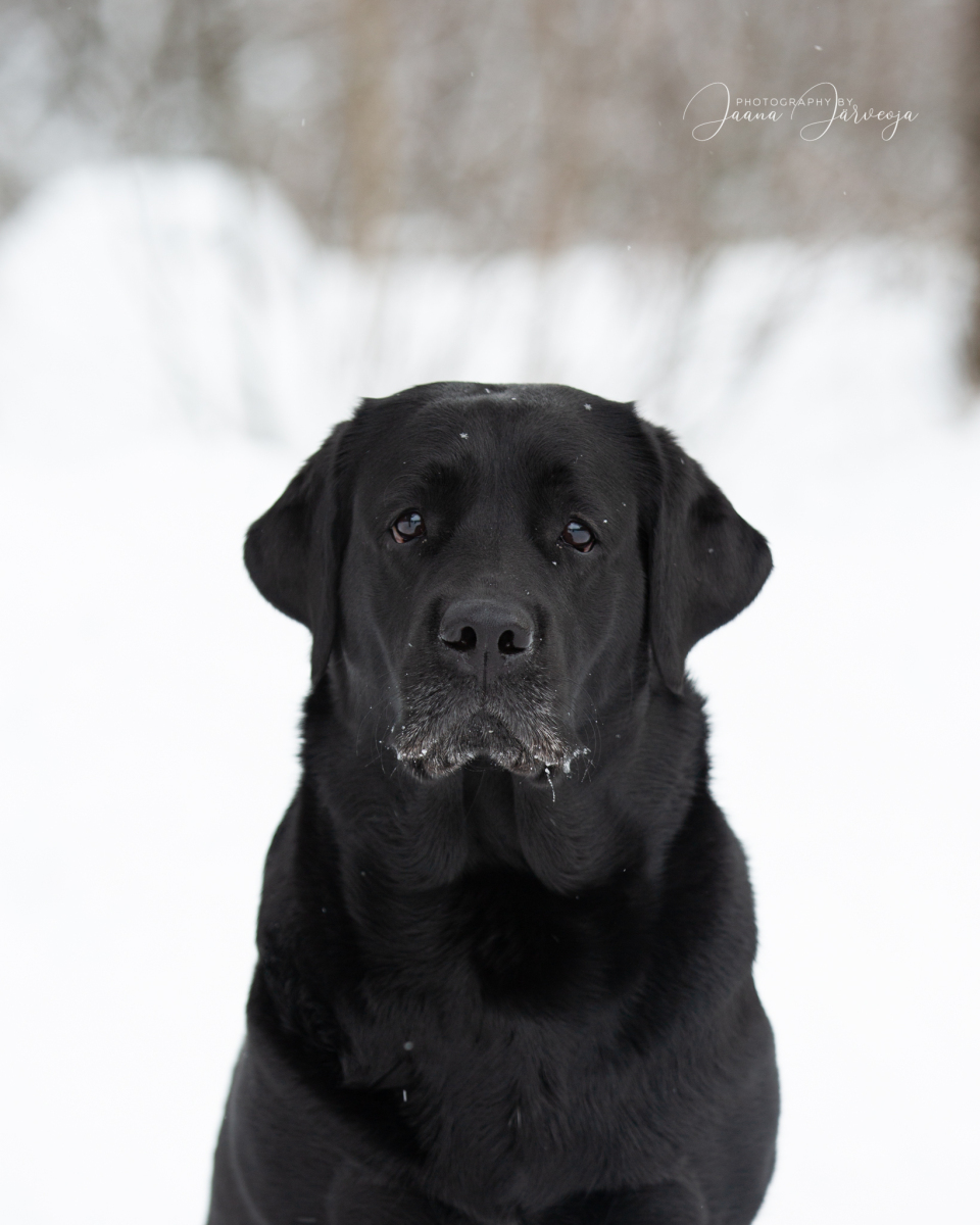 My Brand Royal Grace