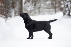 My Brand Royal Grace