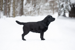 My Brand Royal Grace