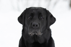 My Brand Royal Grace