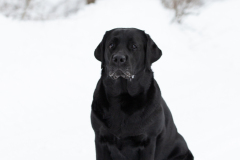 My Brand Royal Grace