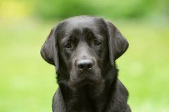 My Brand Royal Grace