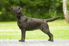 My Brand Royal Grace