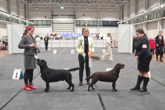My Brand Rule Of Thumb at the Tartu INT 6.11.2022 - Best male, CC, CACIB