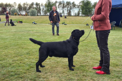 My Brand Rule Of Thumb at the Retriever Specialty 2022