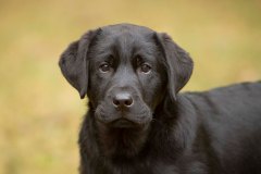 My Brand Rule Zero (16 weeks old)