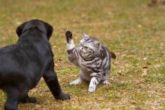 My Brand Rule Zero (16 weeks old)