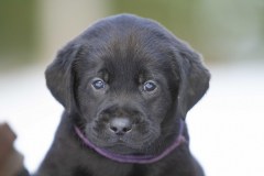 My Brand Rule Zero (6 weeks old)