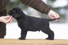 My Brand Rule Zero (7 weeks old)