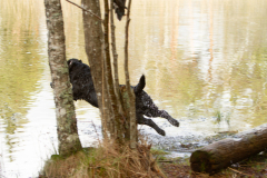 My Brand San Antonio "Antonio"