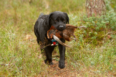 My Brand San Antonio "Antonio"