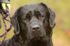 My Brand San Antonio "Antonio"