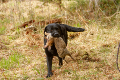 My Brand San Antonio "Antonio"