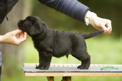 My Brand San Antonio "Antonio"