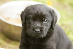 My Brand San Antonio "Antonio"