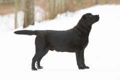 My Brand San Gabriel at the age of 8 months