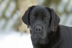 My Brand San Gabriel at the age of 8 months