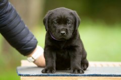 My Brand San Gabriel at the age of 5 weeks