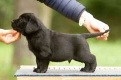 My Brand San Gabriel at the age of 5 weeks