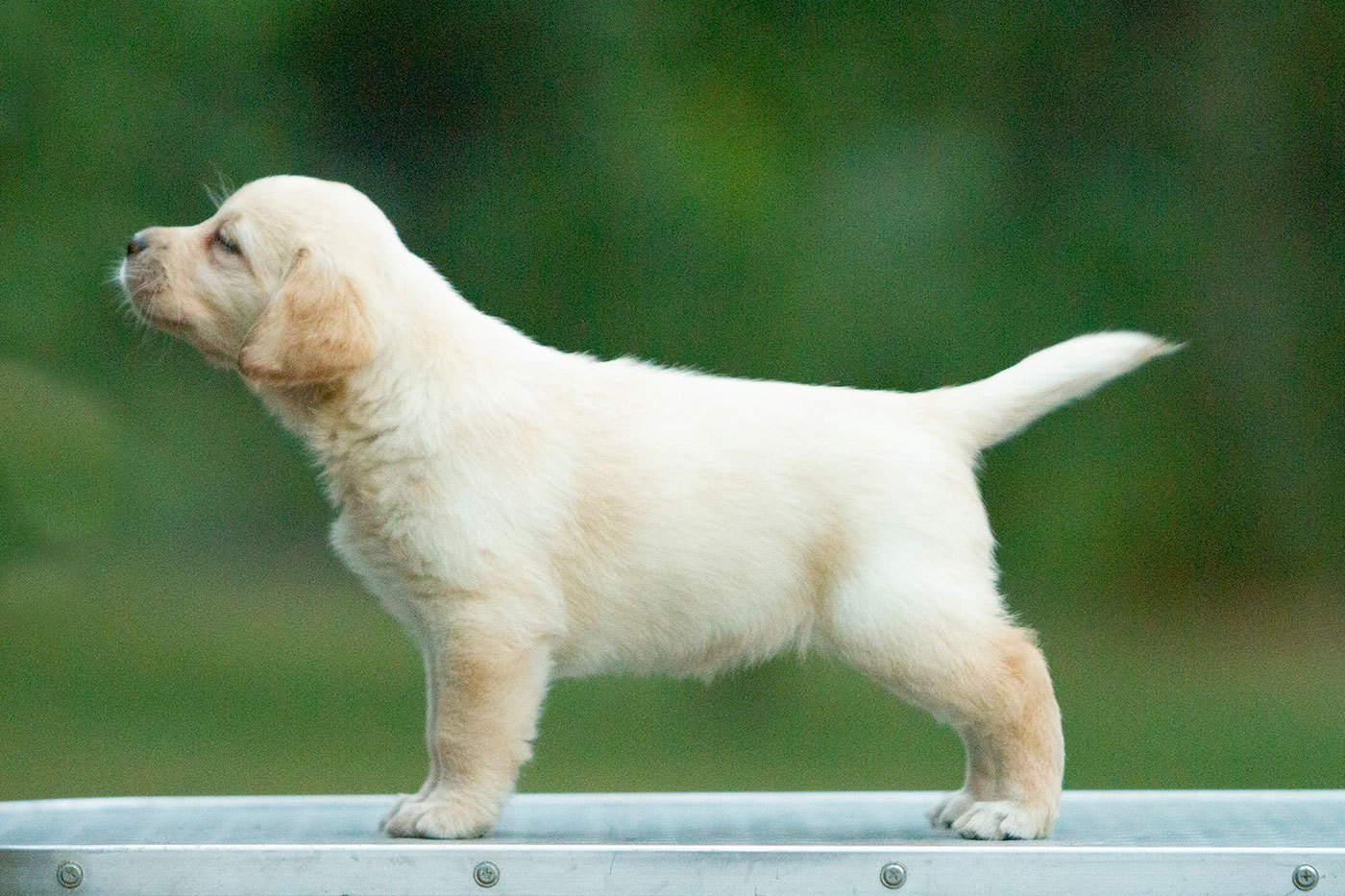 My Brand So Fancy Pancy