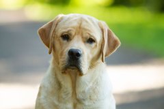 My Brand Soul Of Gold, 12 months